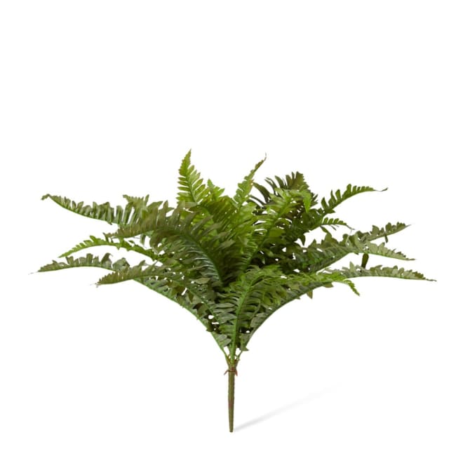 Fern Boston Pack Of 12 - Green, 48cm (H)