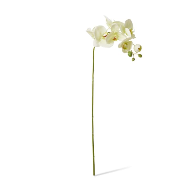 Phalaenopsis Lush Stem Pack Of 12 - White Green, 78cm (H)