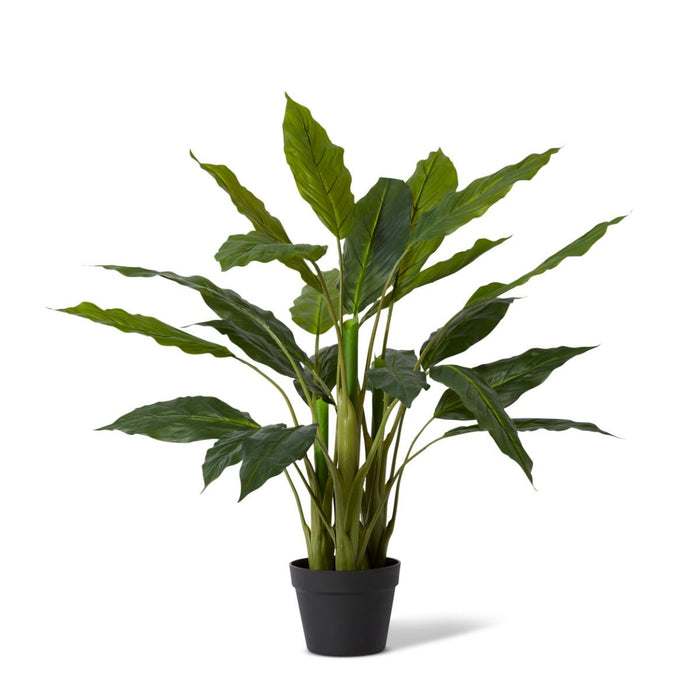 Spathiphyllum Plant Potted - Green, 80cm (H)