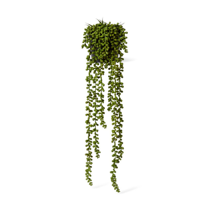 String of Pearls Potted - Green, 56cm (H)