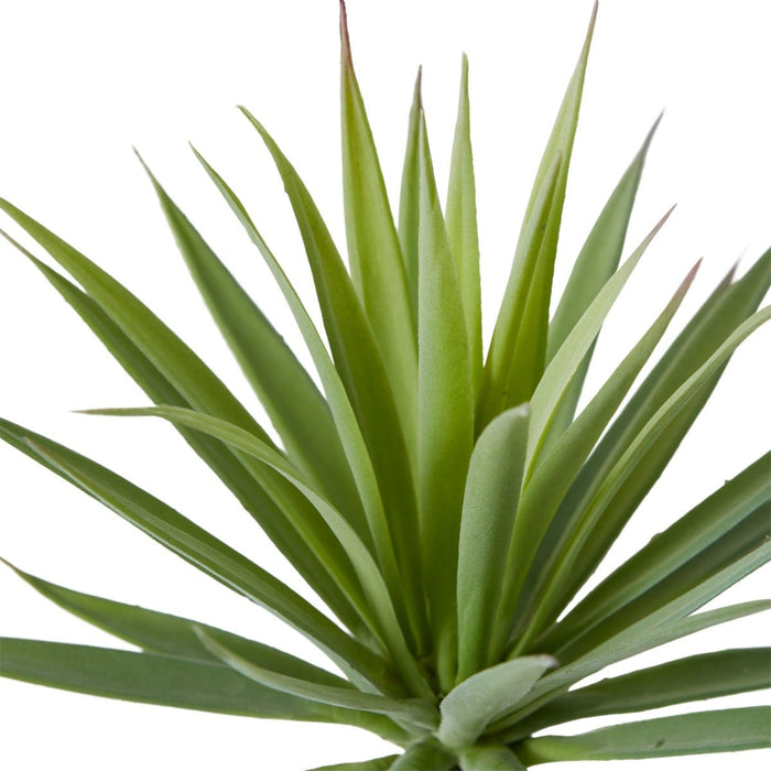 Agave Needle Pack Of 18 - Grey Green, 14cm (H)