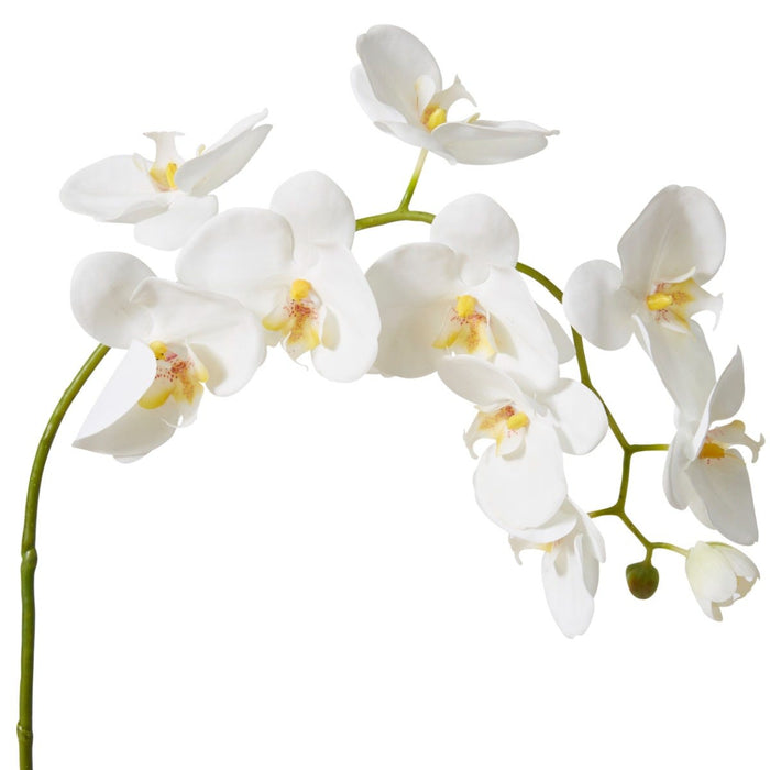 Phalaenopsis Lush Stem Pack Of 8 - White, 97cm (H)