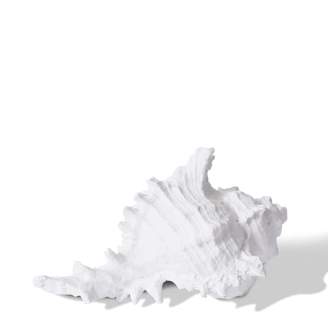 Shell Murex - White, 8cm (H)