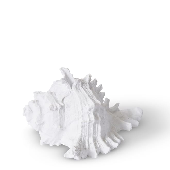 Shell Murex - White, 8cm (H)