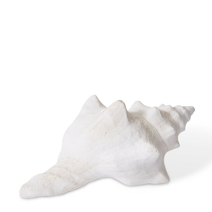 Shell Horse Conch - White, 7cm (H)