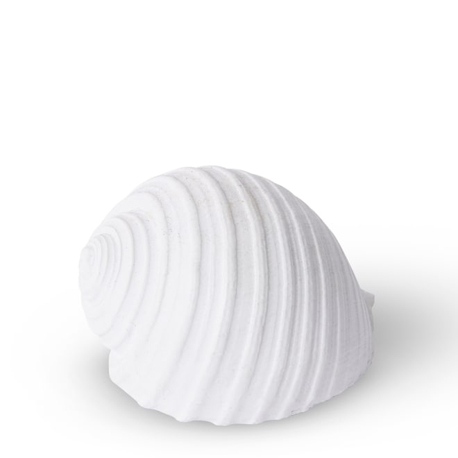 Shell Moon Snail - White, 8cm (H)