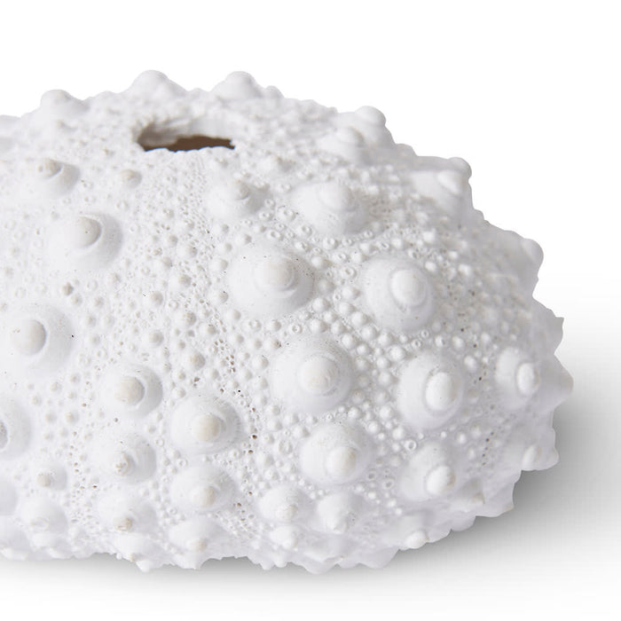 Shell Sea Urchin - White, 5cm (H)