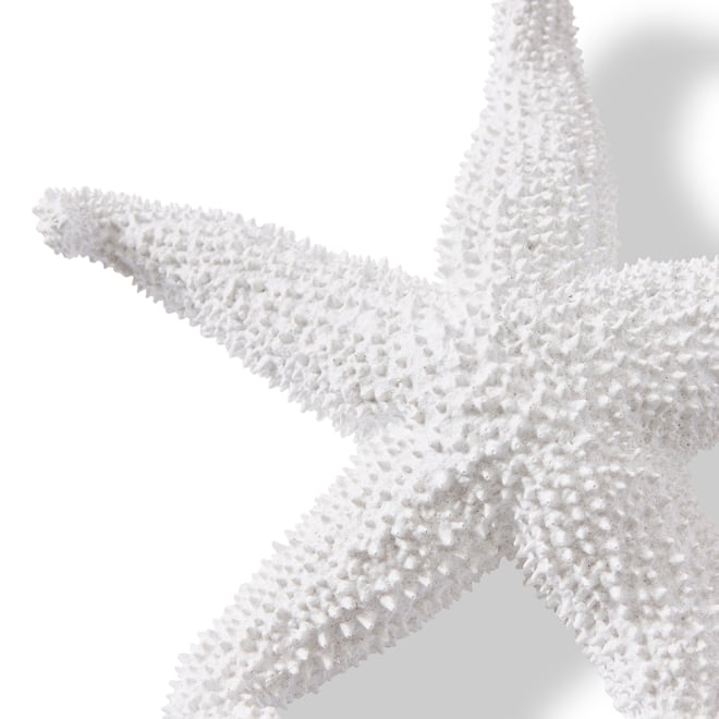 Starfish Ochre - White, 5cm (H)