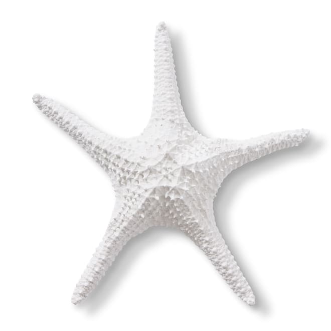 Starfish Bat Star - White, 7cm (H)