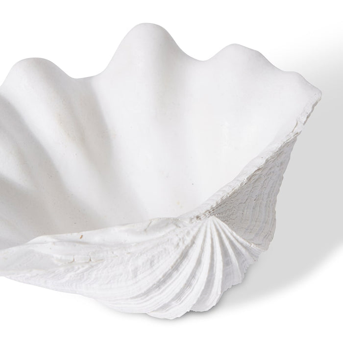 Shell Clam - White, 7cm (H)