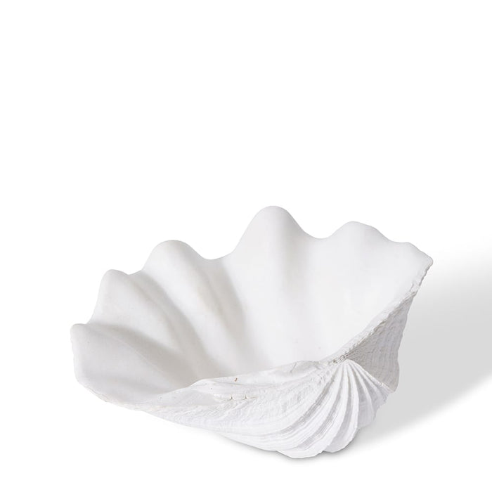 Shell Clam - White, 7cm (H)
