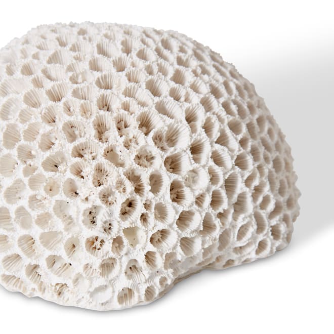 Coral Brain - White, 9cm (H)