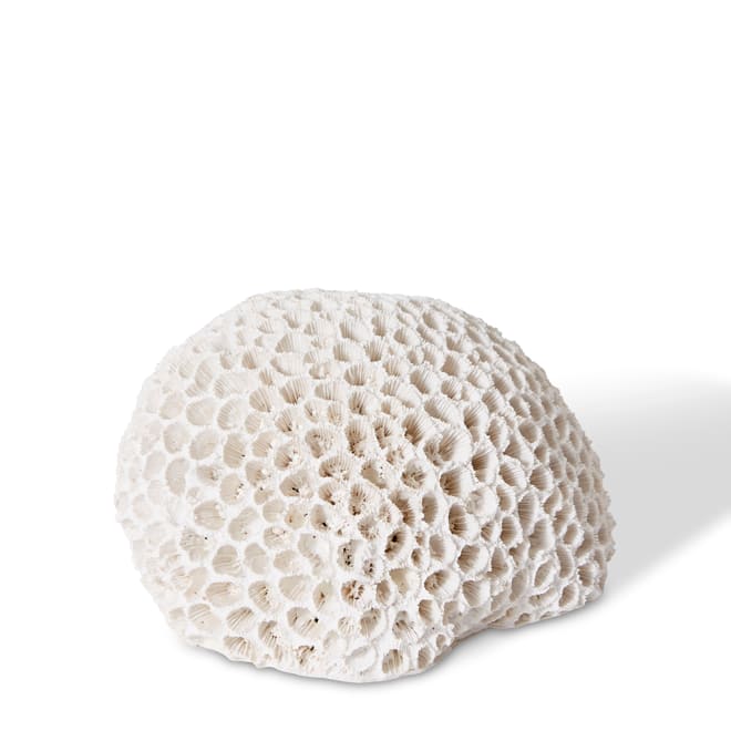 Coral Brain - White, 9cm (H)