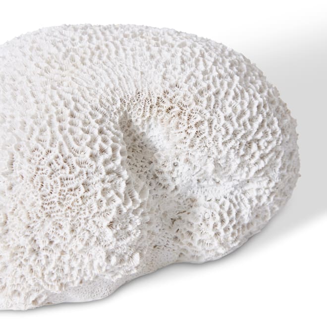Coral Brain - White, 11cm (H)