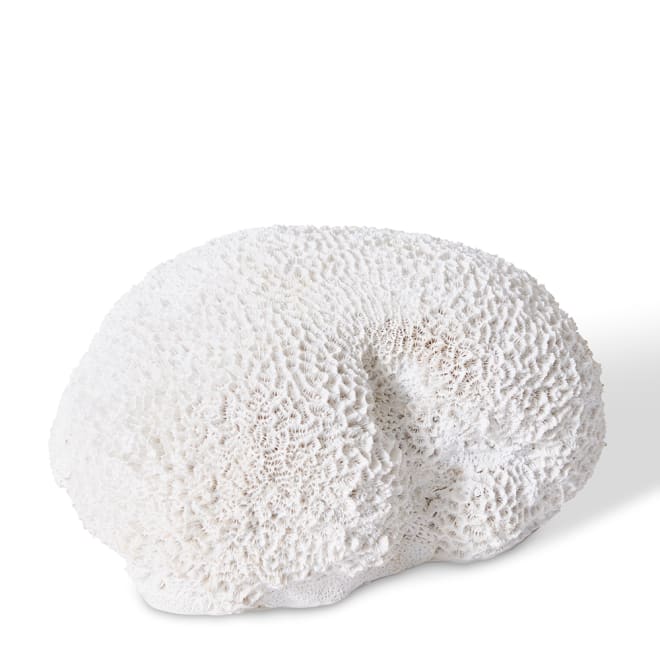 Coral Brain - White, 11cm (H)