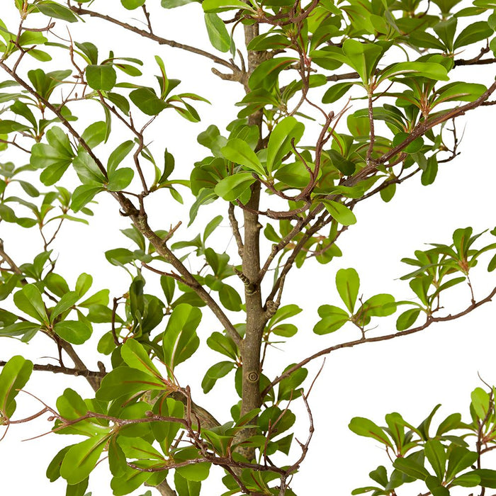 Black Olive Tree - Green, 220cm (H)