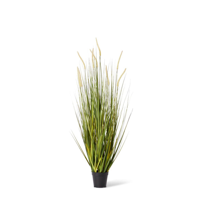 Grass Foxtail Potted - Green/White, 120cm (H)