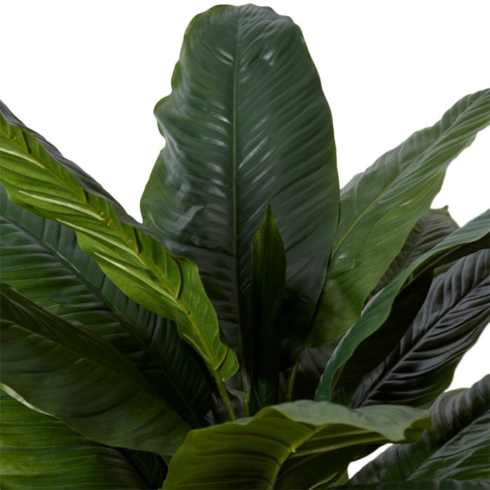 Spathiphyllum Potted - Green, 90cm (H)