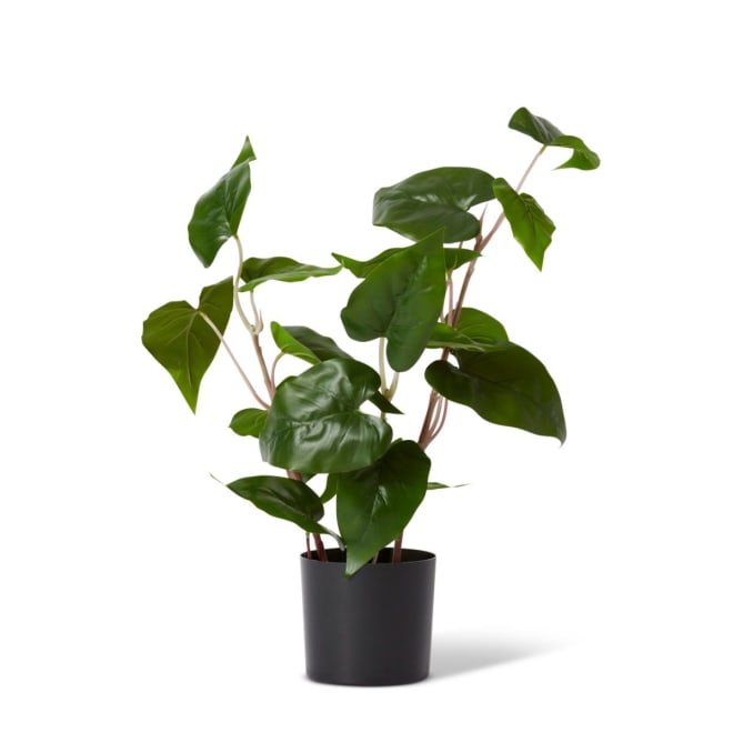 Philo Wild Plant Potted - Green, 54cm (H)