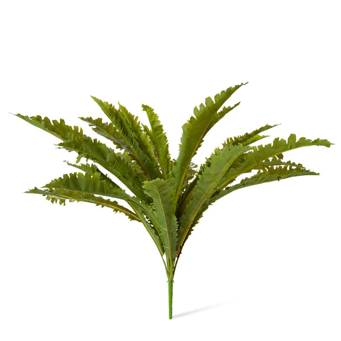 Fern Asplenium Pack of 6 - Green, 60cm (H)