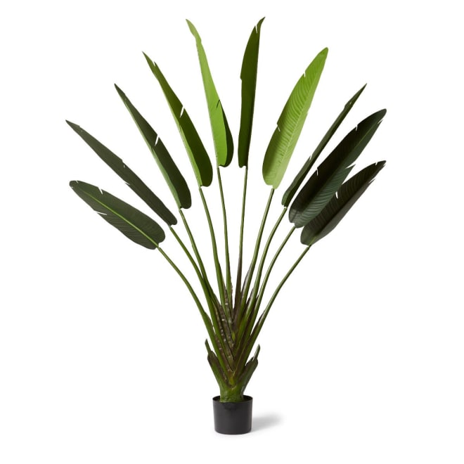 Palm Travellers - Green, 220cm (H)