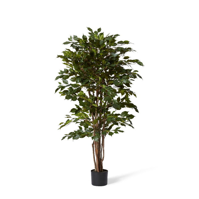 Ficus Tree - Green, 150cm (H)