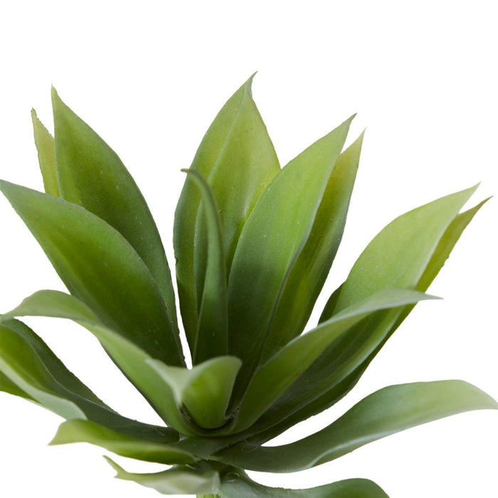 Agave Mini Pack Of 12 - Grey Green, 12cm (H)