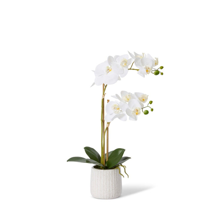 Phalaenopsis Ribbed Pot - White/Cream, 50cm (H)