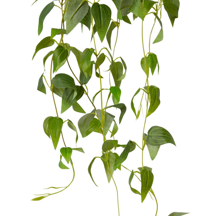 Clematis Hanging Vine Pack Of 12 - Green, 90cm (H)