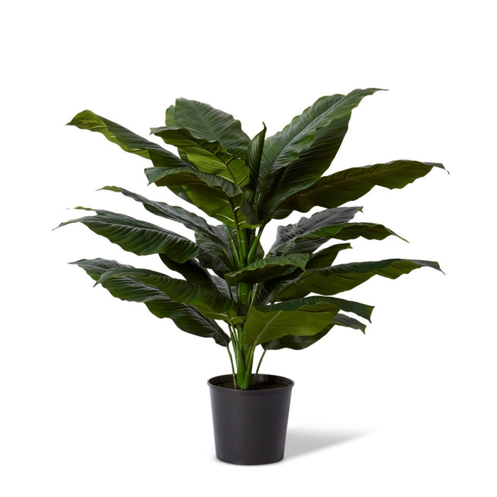 Spathiphyllum Potted - Green, 122cm (H)