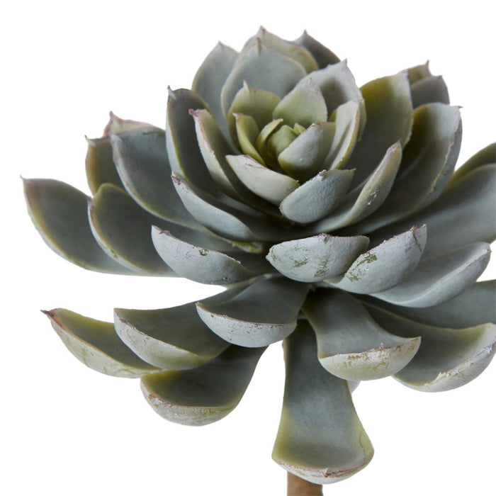 Echeveria Elegant Stem Pack Of 12 - Green, 18cm (H)