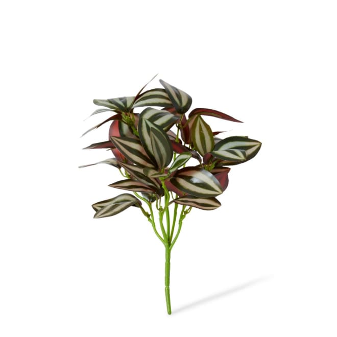 Wandering Jew Bush Pack Of 24 - Variegated, 28cm (H)