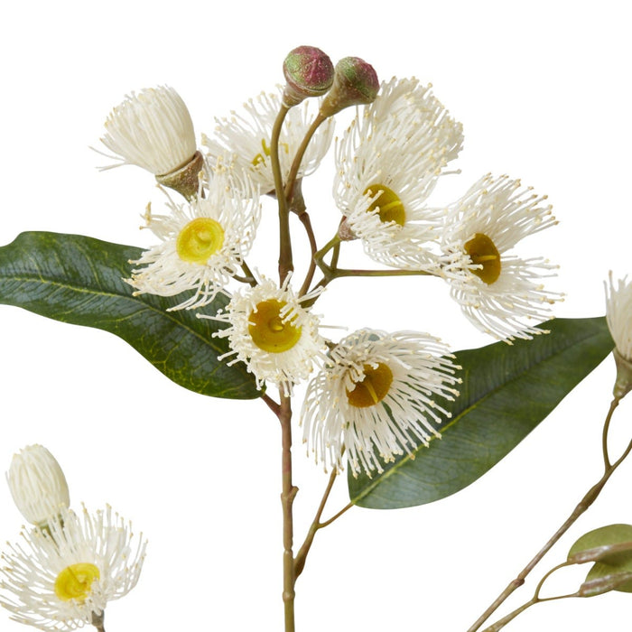 Eucalyptus Flowering Spray Pack of 12 - White, 76cm (H)
