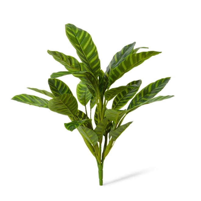 Calathea Zebrina Bush Pack Of 12 - Variegated, 57cm (H)