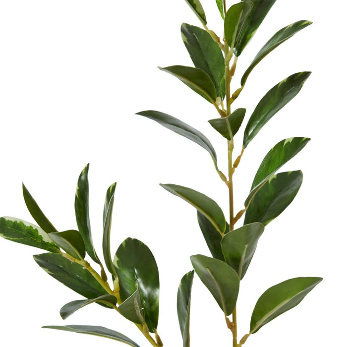 Shikiba Spray Pack of 12 - Variegated, 72cm (H)