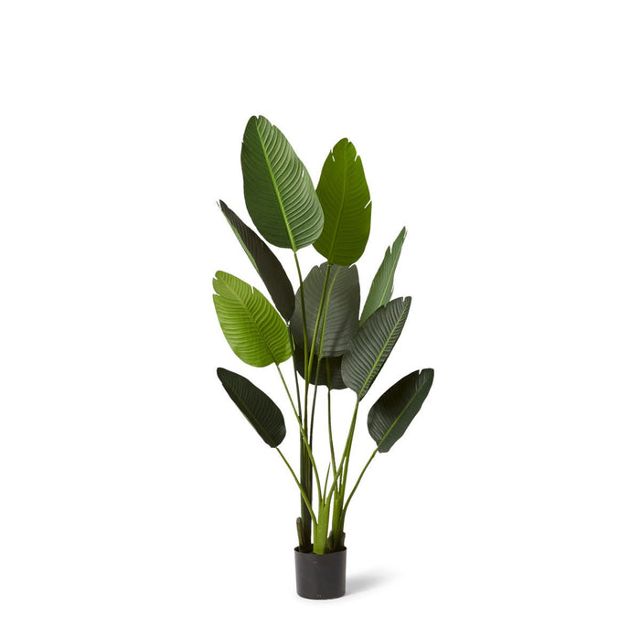 Bird of Paradise - Green, 152cm (H)