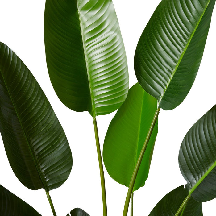 Bird of Paradise Grand - Green, 183cm (H)