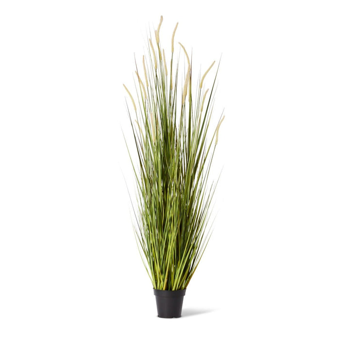 Grass Foxtail Potted - Green/White, 170cm (H)