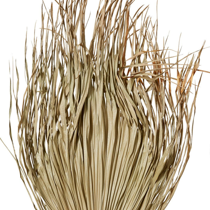 Palm Dried Stem Pack Of 10 - Natural, 130cm (H)