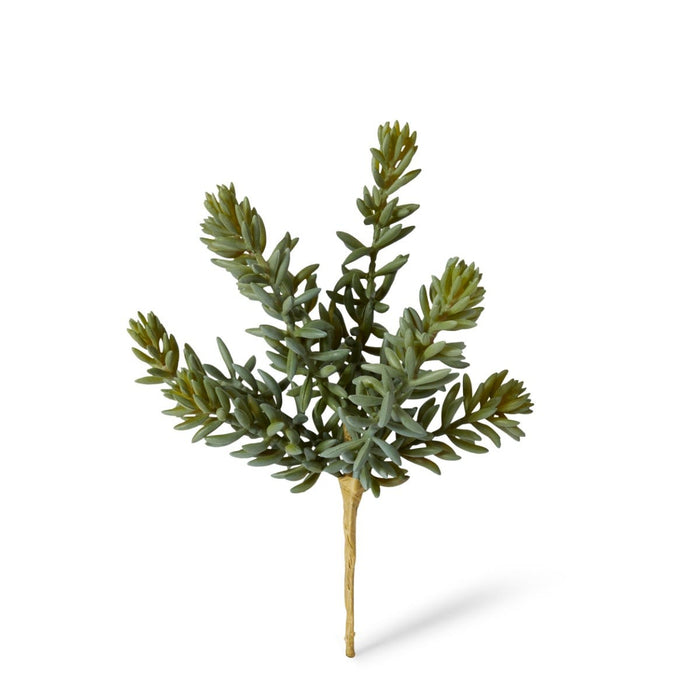 Sedum Stem Pack of 12 - Green, 20cm (H)