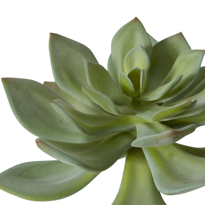 Echeveria Stem Pack Of 12 - Green, 15cm (H)