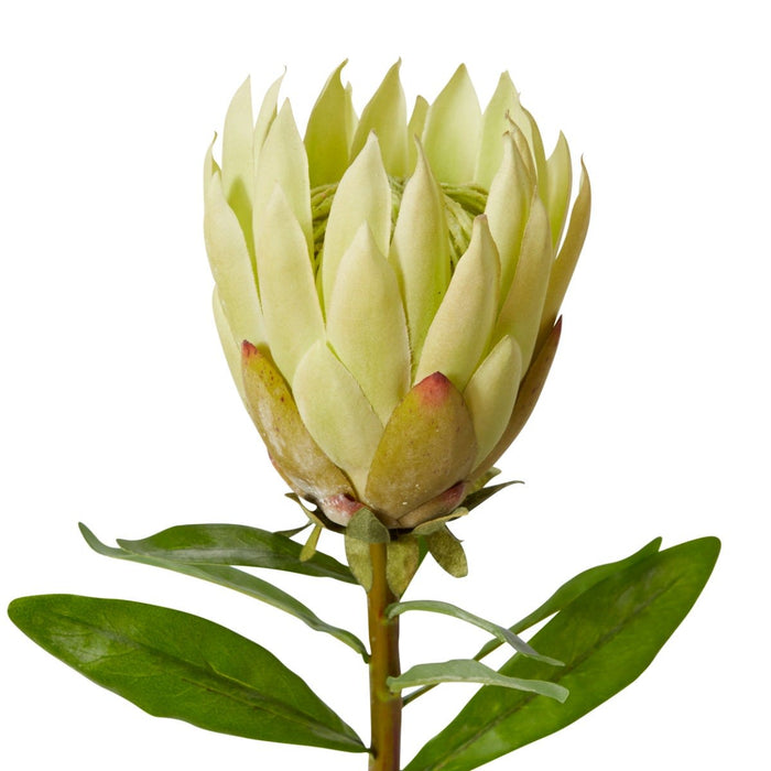 Protea King Stem Pack Of 12 - Soft Green, 68cm (H)