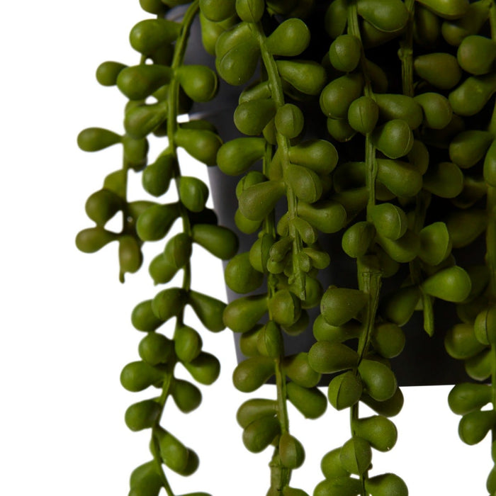 String of Pearls Potted - Green, 23cm (H)