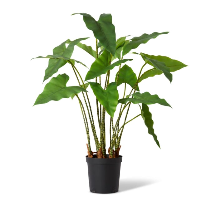 Zebra Plant Potted - Green, 110cm (H)