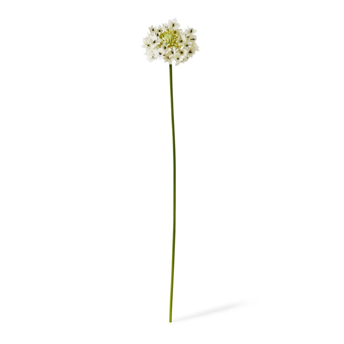 Star Flower Stem Pack of 12 - White, 76cm (H)