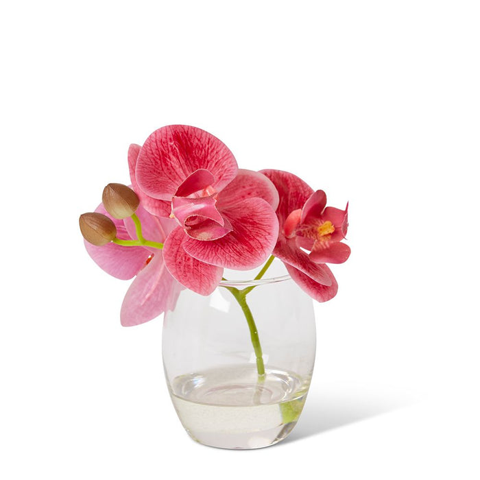 Phalaenopsis - Pink/Clear, 15cm (H)