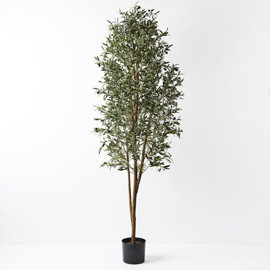 2 x Olive Tree, Green 200cmh (FI8662GR)