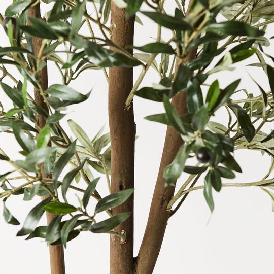 2 x Olive Tree, Green 200cmh (FI8662GR)