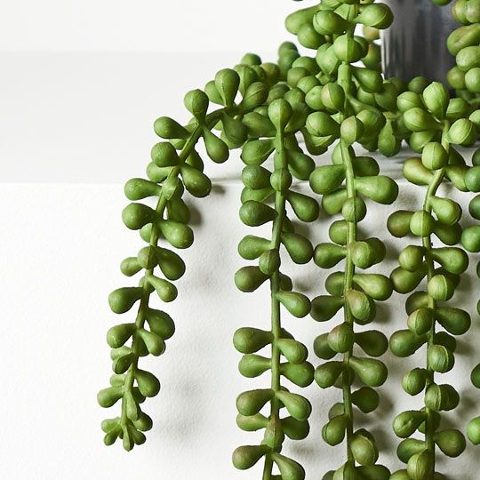 4 x String of Pearls in Pot, Green 70cml (FI8686GR)