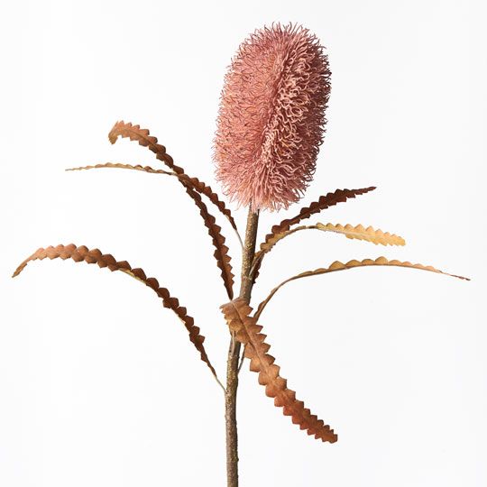 12 x Banksia Serrata Dusty Pink 58cml (FI8690DP)